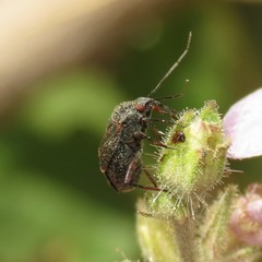 Polymerus