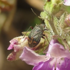 Polymerus