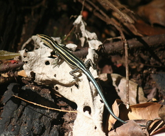 Emoia caeruleocauda