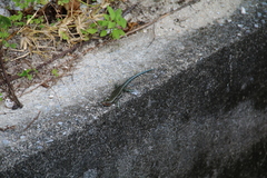 Plestiodon marginatus