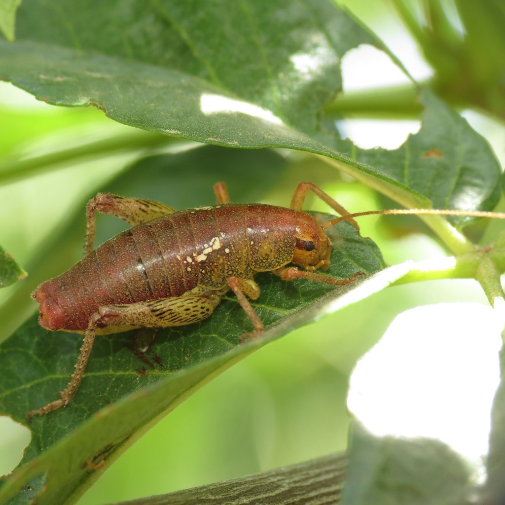 Gammarotettix aesculus