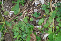 Plestiodon marginatus