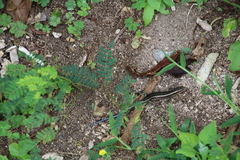 Plestiodon marginatus