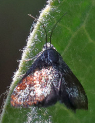 Anatralata versicolor