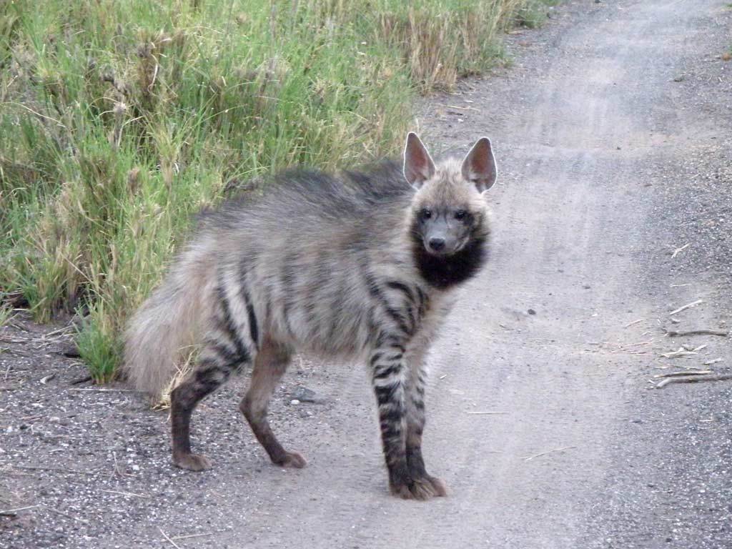 Striped Hyenas