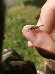 Raphidiinae