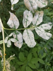 Erysiphe palczewskii