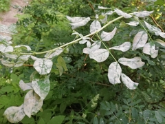 Erysiphe palczewskii