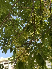 Cassia fistula