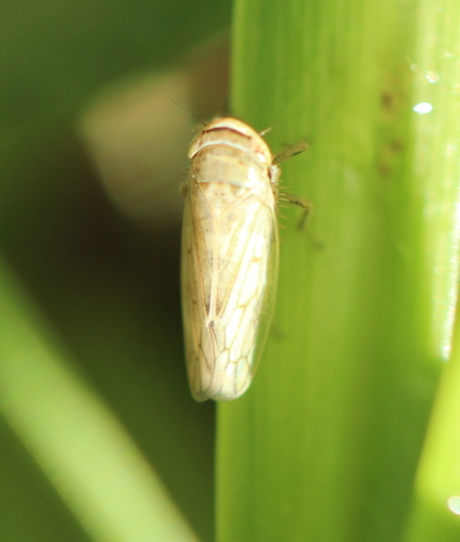 Exitianus capicola
