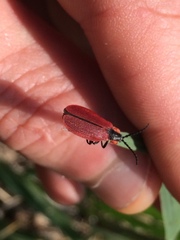 Lycus sanguinipennis