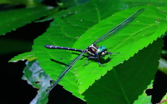 Eusynthemis aurolineata