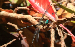 Eusynthemis aurolineata