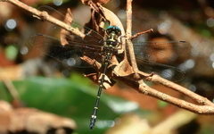 Eusynthemis aurolineata