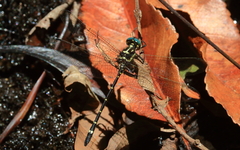 Eusynthemis aurolineata
