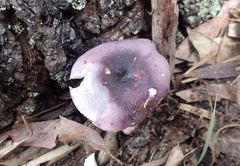 Russula lenkunya