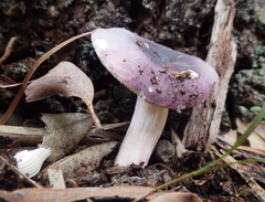 Russula lenkunya