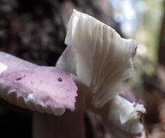 Russula lenkunya