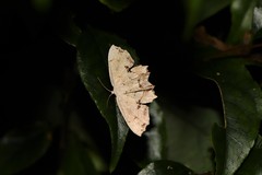 Dysaethria flavistriga