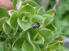 Chrysomela lapponica