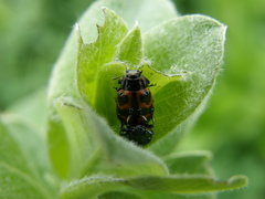 Chrysomela lapponica
