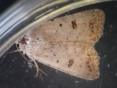 Caradrina kadenii