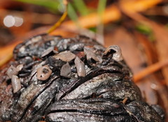 Banksiamyces macrocarpus