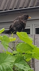 Turdus merula