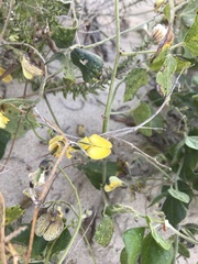 Rhynchosia caribaea