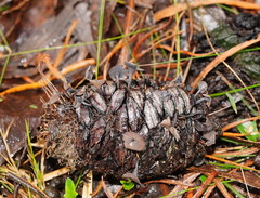 Banksiamyces macrocarpus