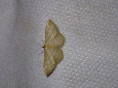 Idaea deversaria