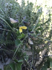 Rhynchosia caribaea