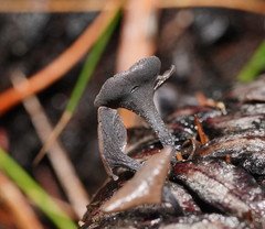 Banksiamyces macrocarpus