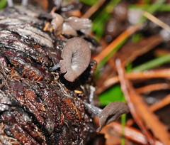 Banksiamyces macrocarpus