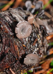 Banksiamyces macrocarpus