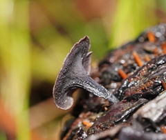 Banksiamyces macrocarpus