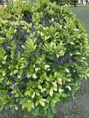 Ficus microcarpa