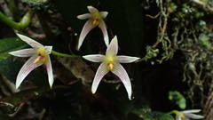 Bulbophyllum affine