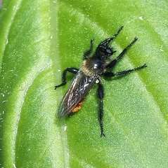 Laphria janus