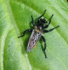 Laphria janus