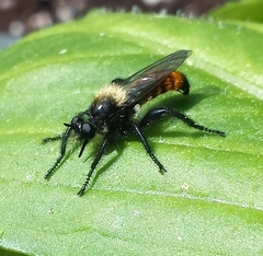 Laphria janus