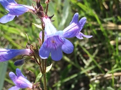 Penstemon