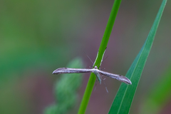 Hellinsia didactylites