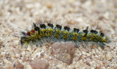 Lophocampa ingens