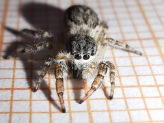 Pseudicius encarpatus