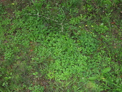Oxalis compressa