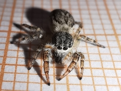 Pseudicius encarpatus