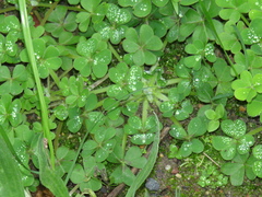 Oxalis compressa
