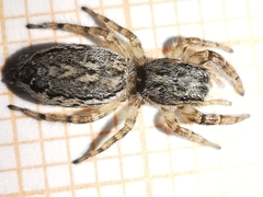 Pseudicius encarpatus