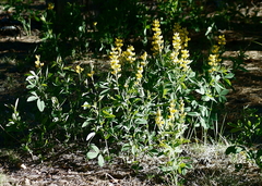 Thermopsis montana